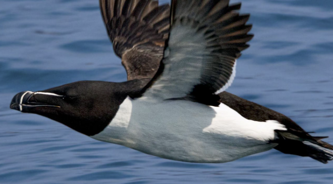 Hanging out with Razorbills off of the coast of Maine